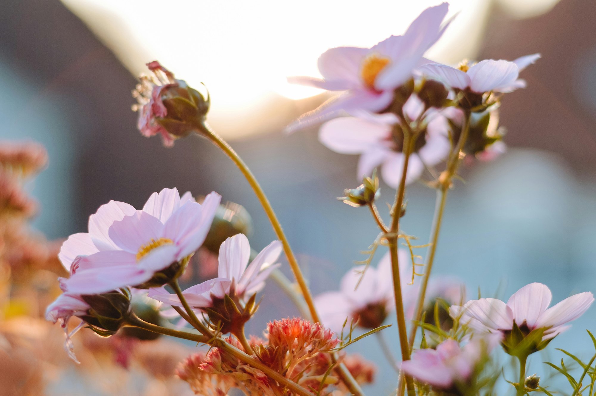 pexels-anhtran-5994769 pexels-anhtran-5994769